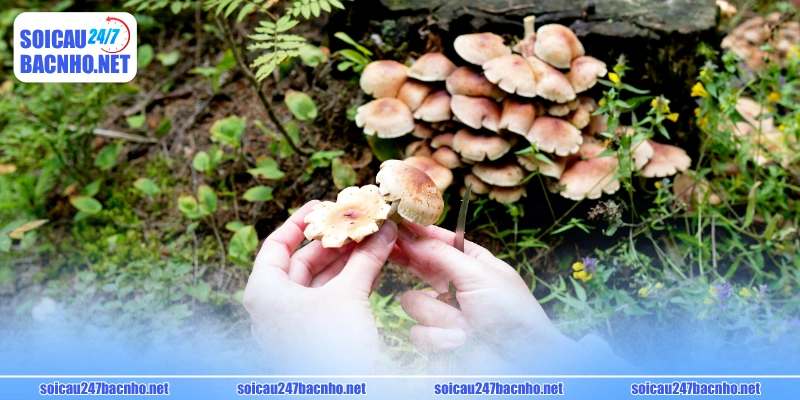 Mơ thấy hái nấm đánh số gì có thể chọn cặp đẹp 17 - 71