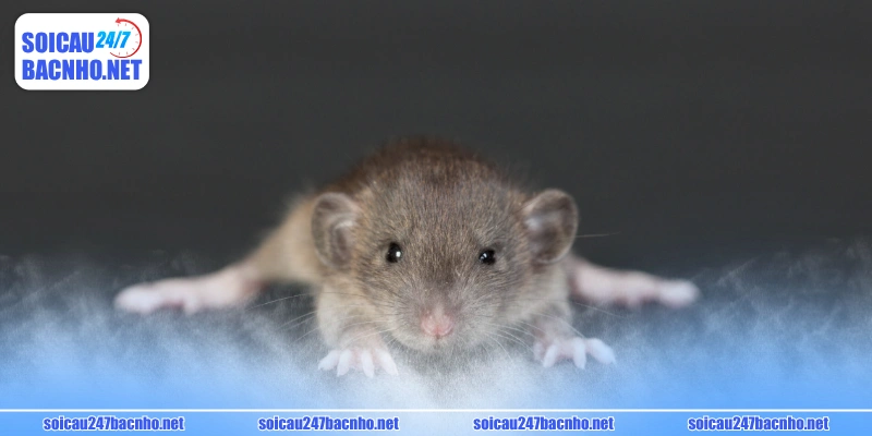 Nằm mơ thấy chuột đánh số gì để ăn tiền lớn? 