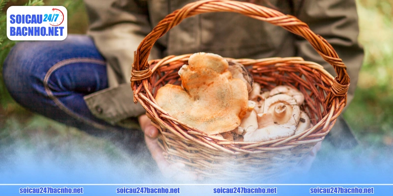 Phân tích cụ thể về các giấc mơ thấy hái nấm đánh số gì