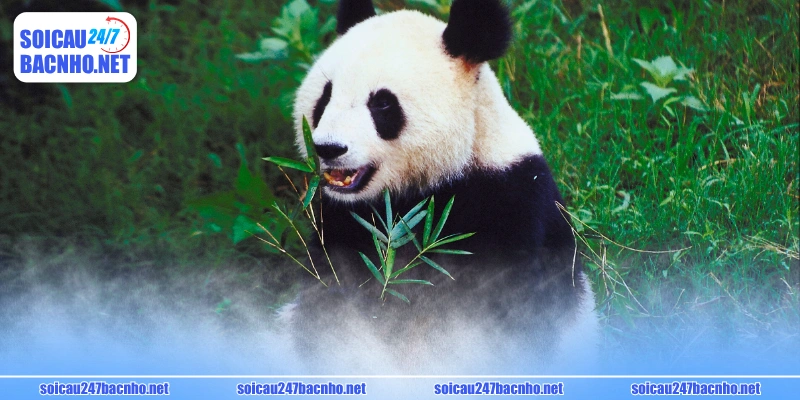 Tìm số đẹp theo con vật có độ hiệu quả tới 70%