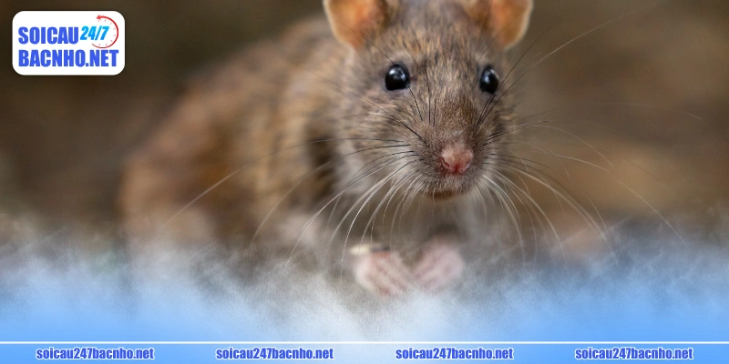 Ý nghĩa giấc mộng có hình ảnh chuột chết 